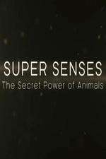 Watch Super Senses The Secret Power of Animals Xmovies8