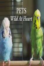 Watch Pets - Wild at Heart Xmovies8
