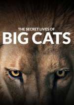 Watch The Secret Lives of Big Cats Xmovies8