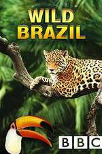 Watch Wild Brazil Xmovies8