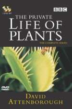 Watch The Private Life of Plants Xmovies8