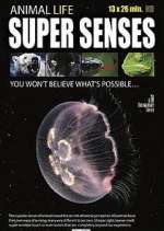 Watch Super Senses Xmovies8