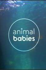Watch Animal Babies Xmovies8
