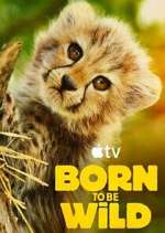 Born to Be Wild xmovies8