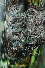 Watch Insect Dissection How Insects Work Xmovies8