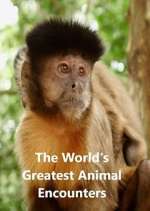 Watch World's Greatest Animal Encounters Xmovies8