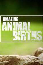 Watch Amazing Animal Births Xmovies8