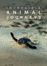 Watch Incredible Animal Journeys Xmovies8