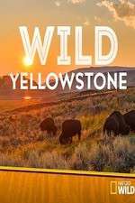 Watch Wild Yellowstone Xmovies8