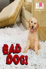 Watch Bad Dog! Xmovies8