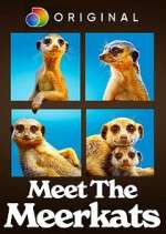 Watch Meet the Meerkats Xmovies8